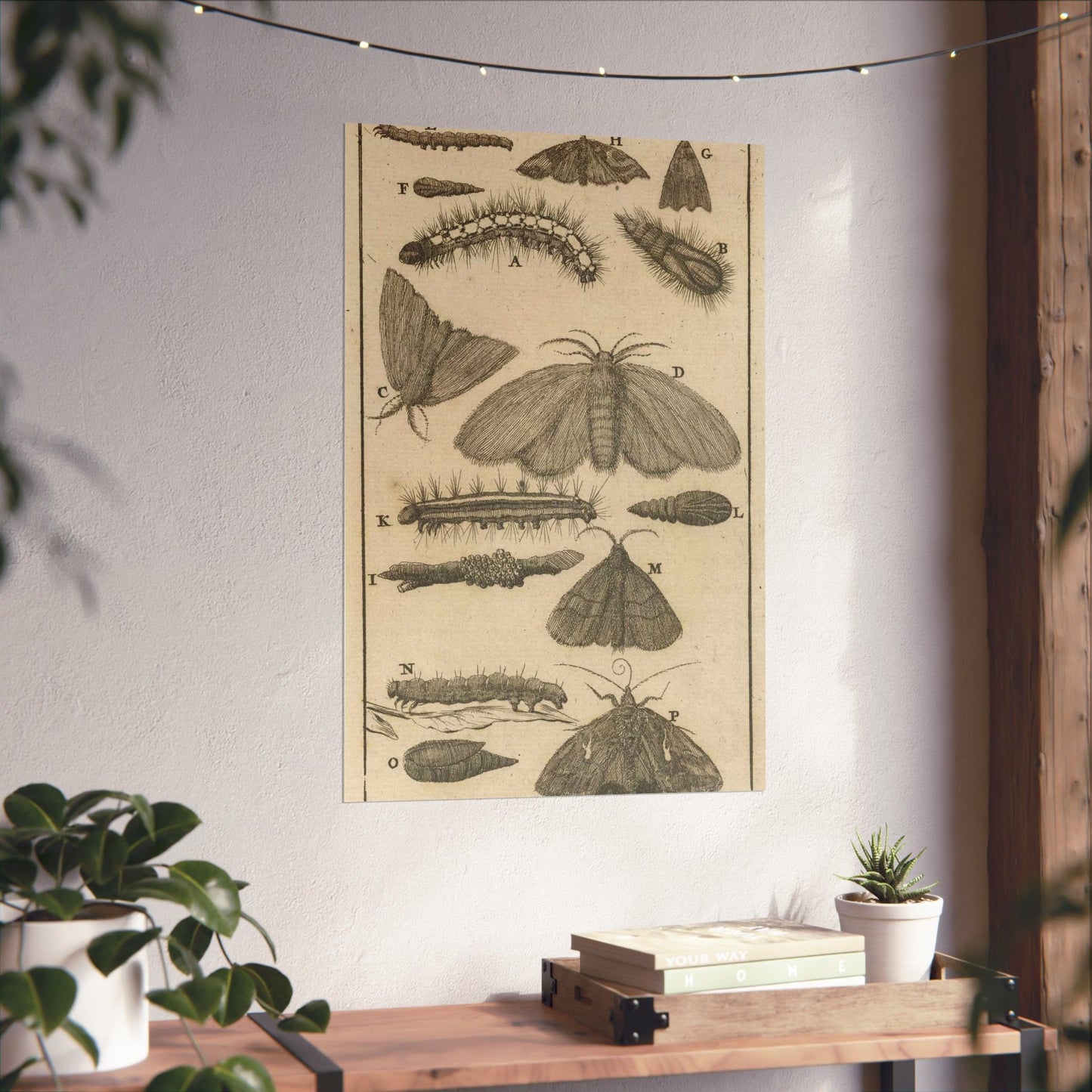 Jan Luyken - Rupsen, poppen en vlinders VIII High Quality Matte Wall Art Poster for Home, Office, Classroom