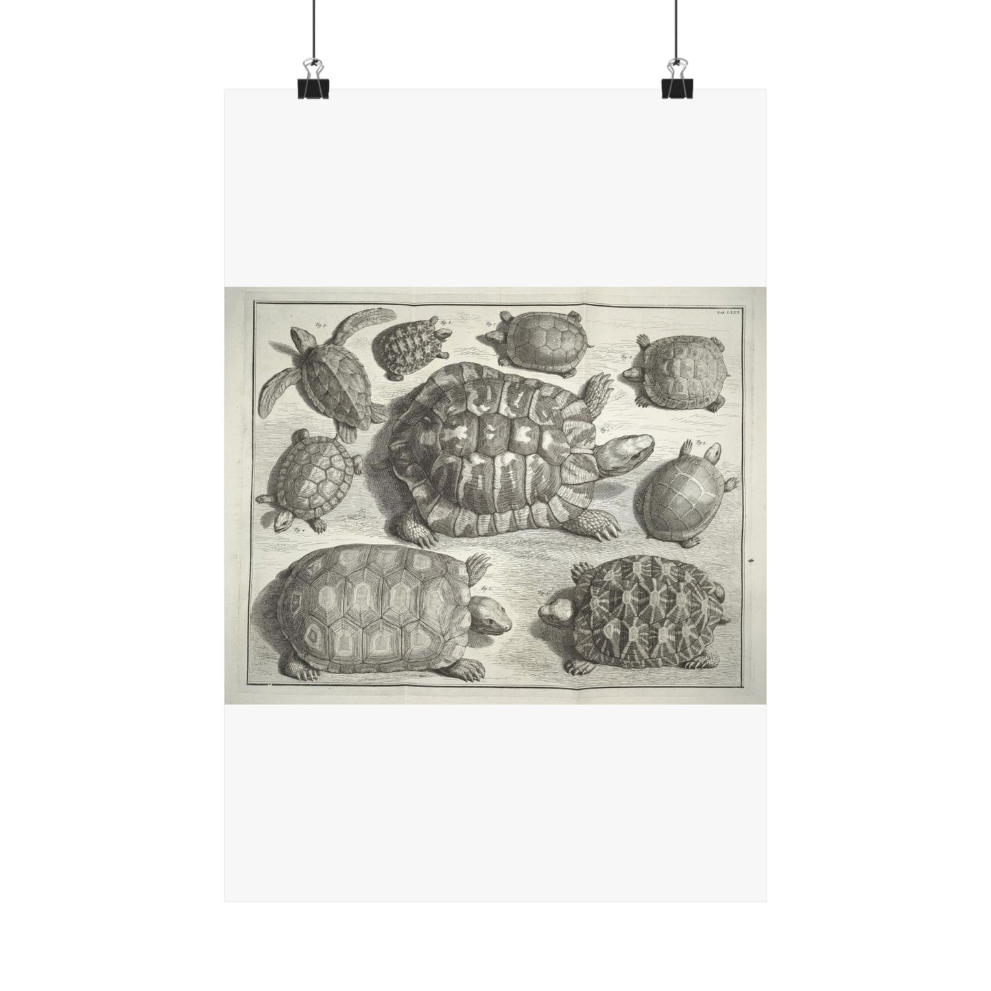 Albertus Seba t - Public domain portrait drawing  High Quality Matte Wall Art Poster for Home, Office, Classroom