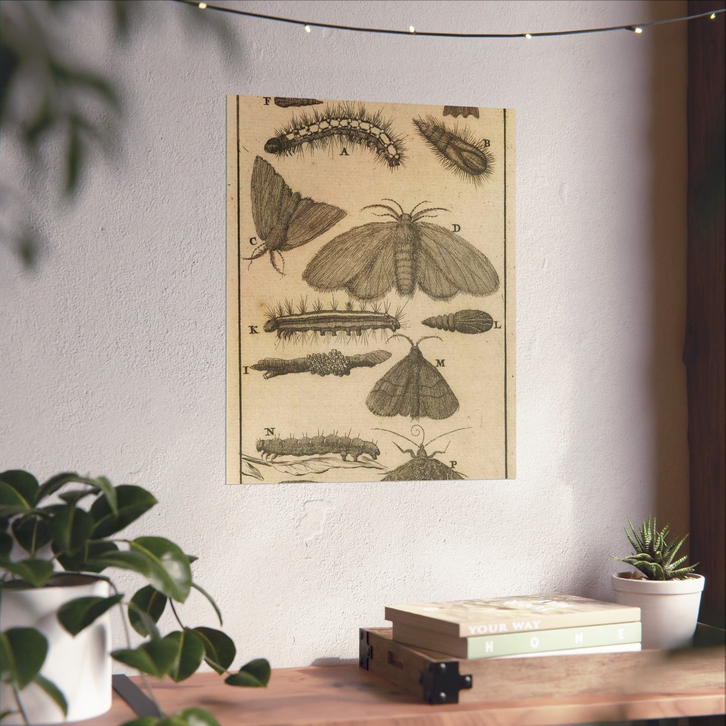 Jan Luyken - Rupsen, poppen en vlinders VIII High Quality Matte Wall Art Poster for Home, Office, Classroom