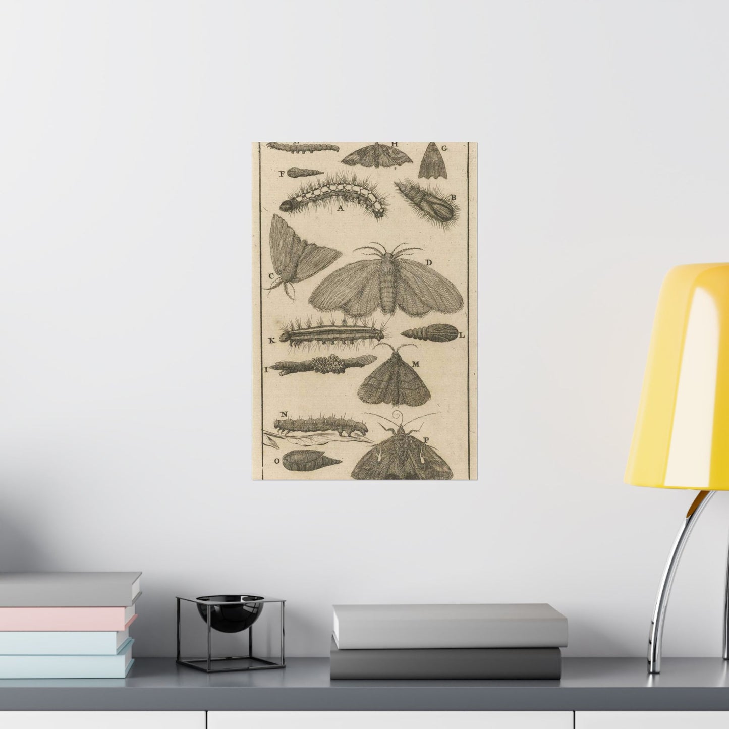 Jan Luyken - Rupsen, poppen en vlinders VIII High Quality Matte Wall Art Poster for Home, Office, Classroom