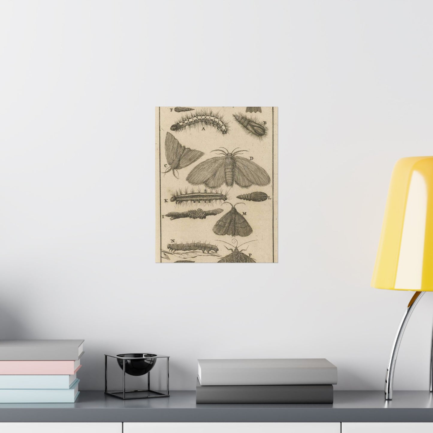 Jan Luyken - Rupsen, poppen en vlinders VIII High Quality Matte Wall Art Poster for Home, Office, Classroom