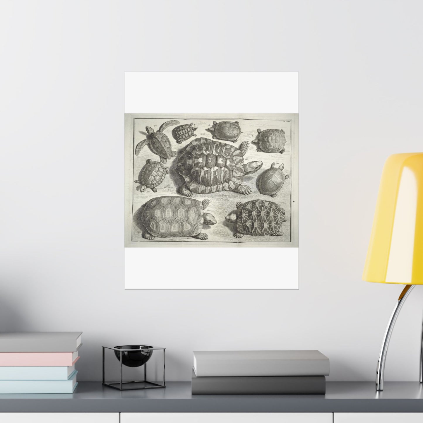 Albertus Seba t - Public domain portrait drawing  High Quality Matte Wall Art Poster for Home, Office, Classroom