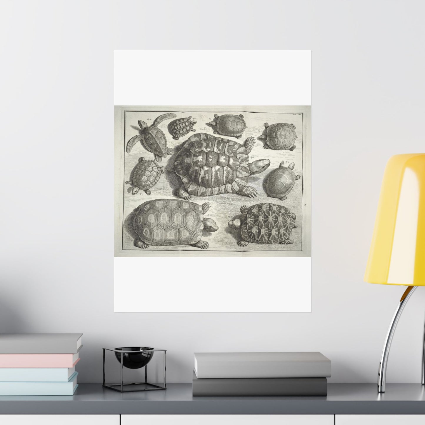 Albertus Seba t - Public domain portrait drawing  High Quality Matte Wall Art Poster for Home, Office, Classroom