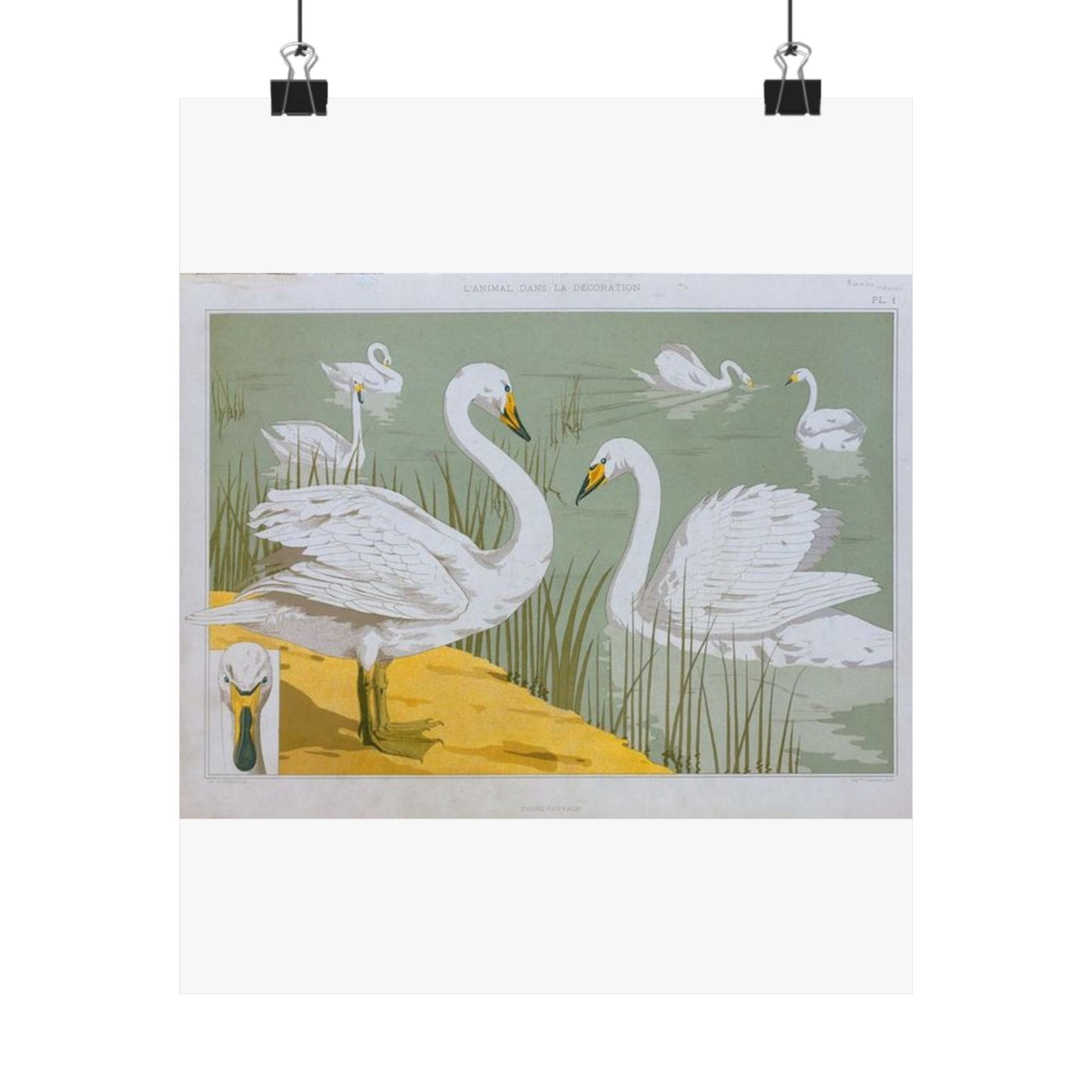 Cygne sauvage - Art nouveau public domain image High Quality Matte Wall Art Poster for Home, Office, Classroom