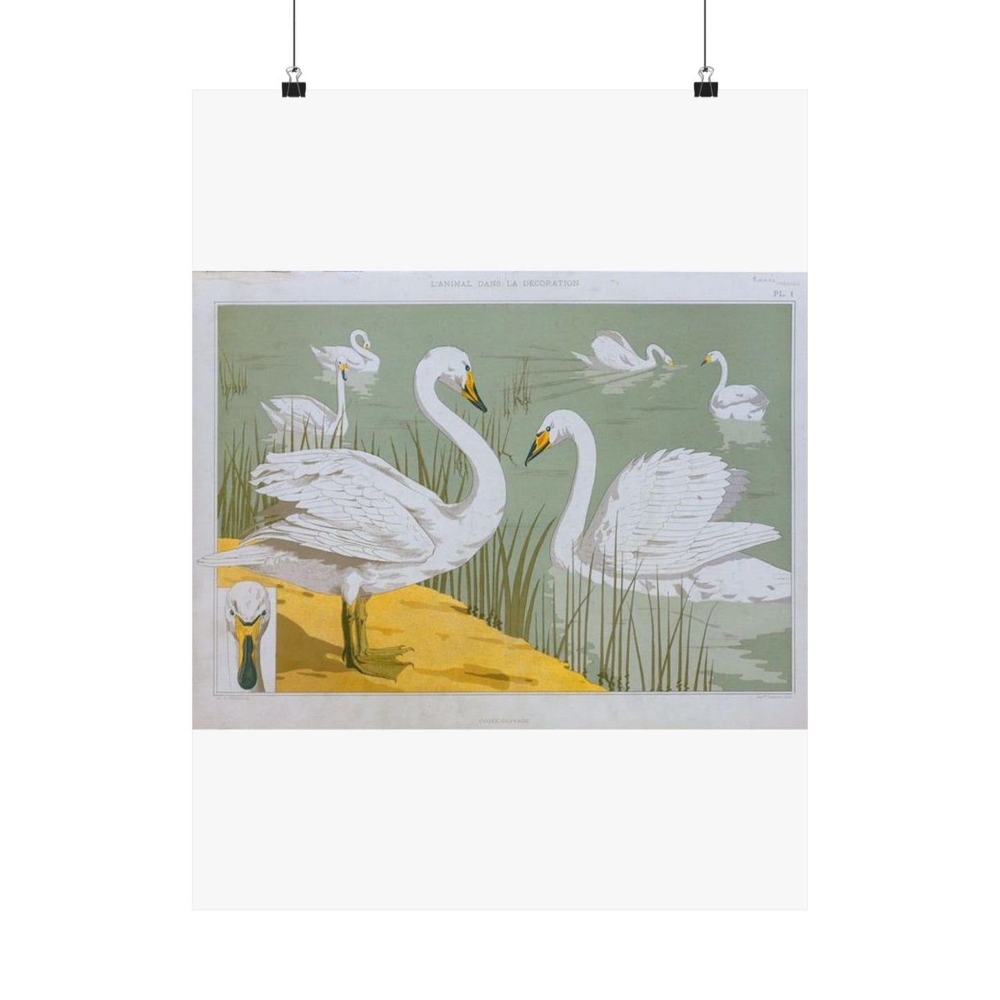 Cygne sauvage - Art nouveau public domain image High Quality Matte Wall Art Poster for Home, Office, Classroom