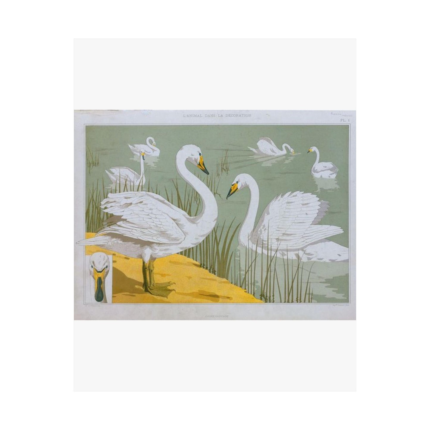 Cygne sauvage - Art nouveau public domain image High Quality Matte Wall Art Poster for Home, Office, Classroom