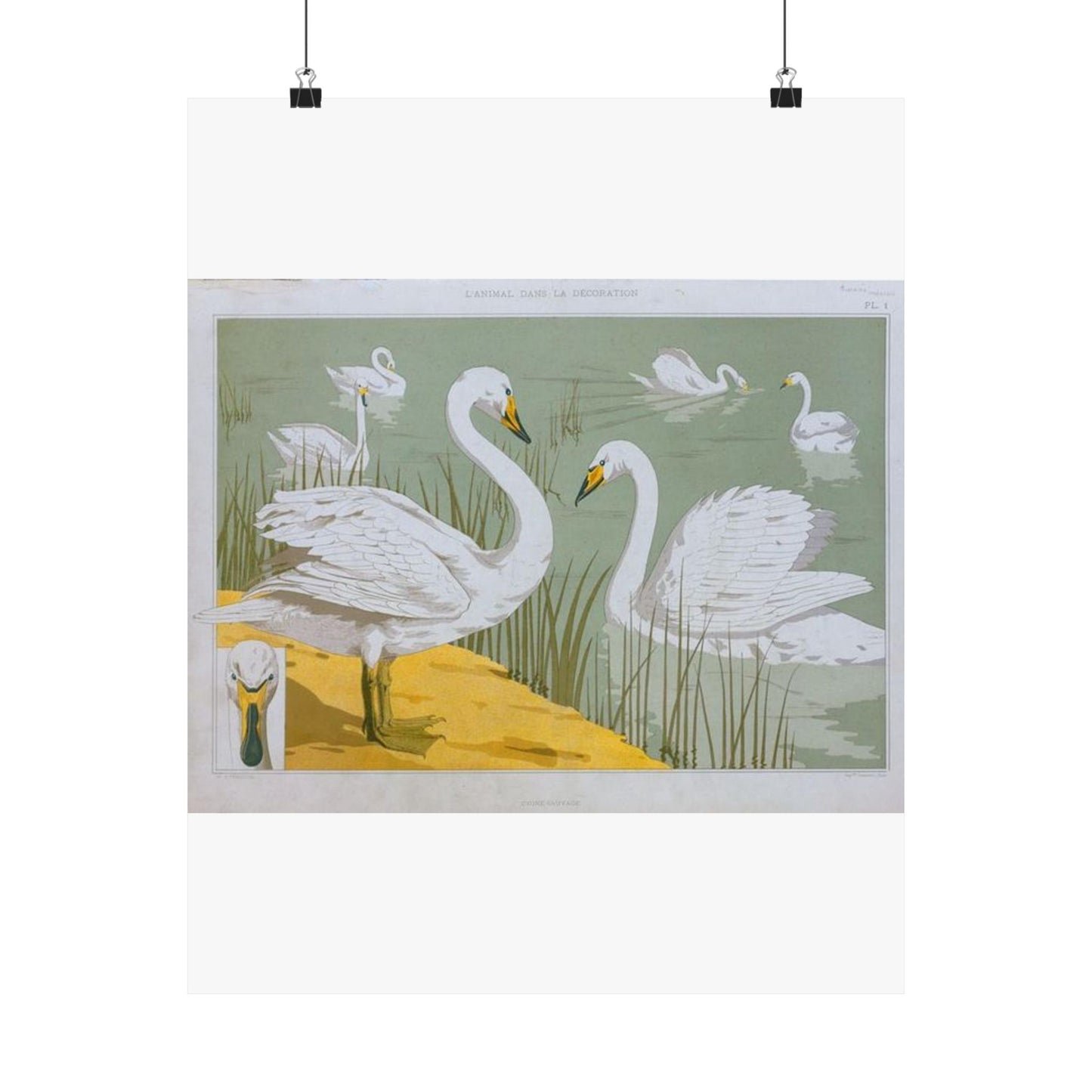 Cygne sauvage - Art nouveau public domain image High Quality Matte Wall Art Poster for Home, Office, Classroom