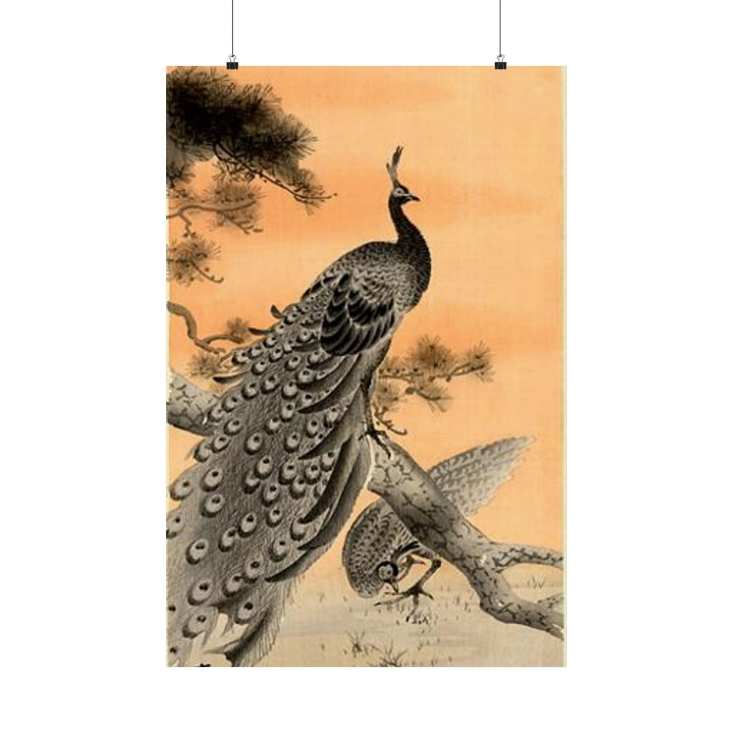 Koson - peacock-and-hen, Ohara Koson High Quality Matte Wall Art Poster for Home, Office, Classroom