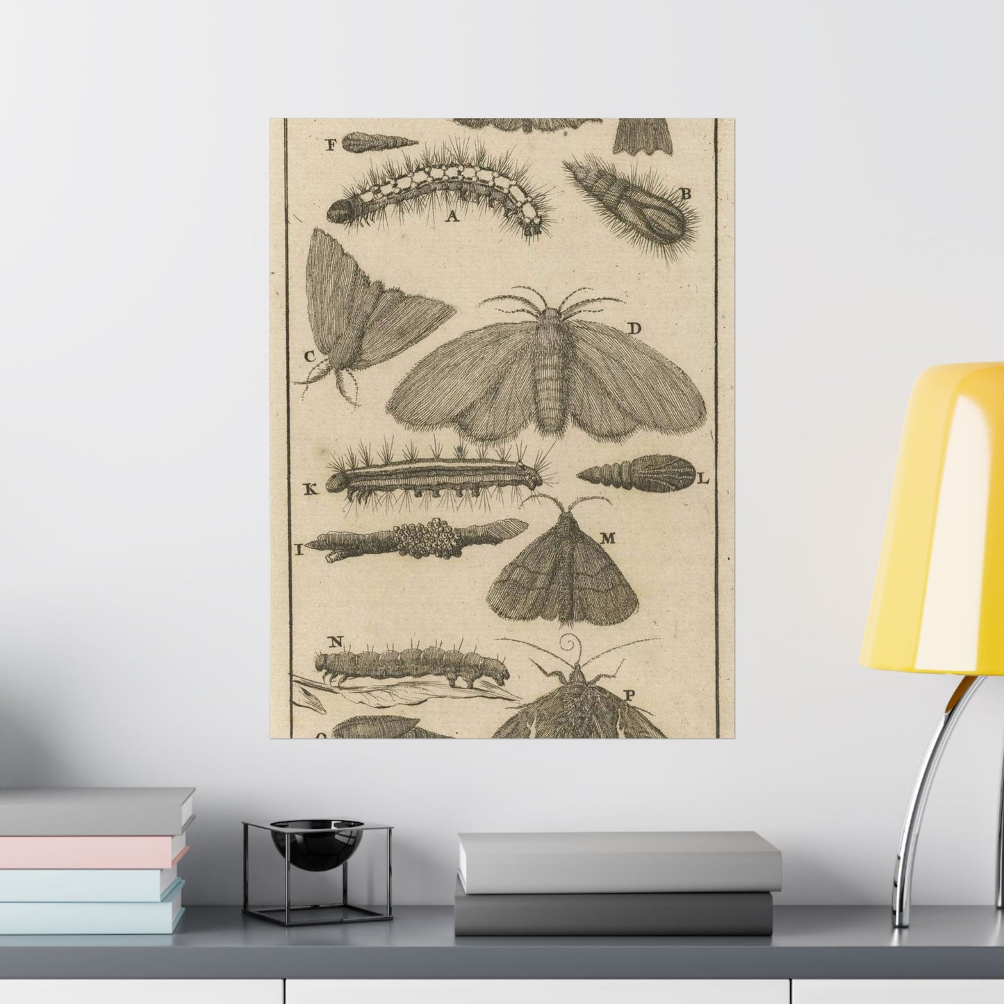 Jan Luyken - Rupsen, poppen en vlinders VIII High Quality Matte Wall Art Poster for Home, Office, Classroom