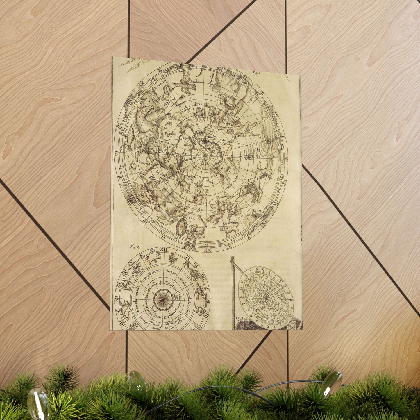 sciathericon stellarum - Drawing. Public domain image. High Quality Matte Wall Art Poster for Home, Office, Classroom