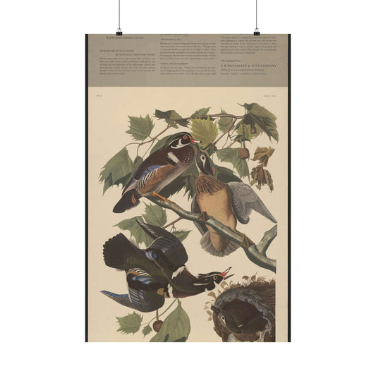 Summer or wood duck, Anas sponsa High Quality Matte Wall Art Poster for Home, Office, Classroom