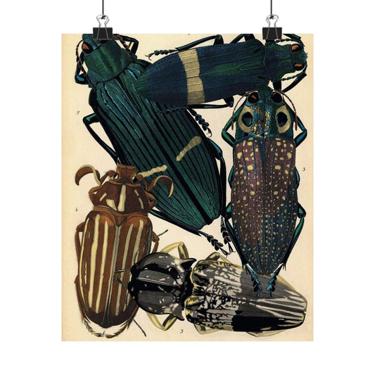 Insectes - EA Séguy - 1929 - page 14 High Quality Matte Wall Art Poster for Home, Office, Classroom