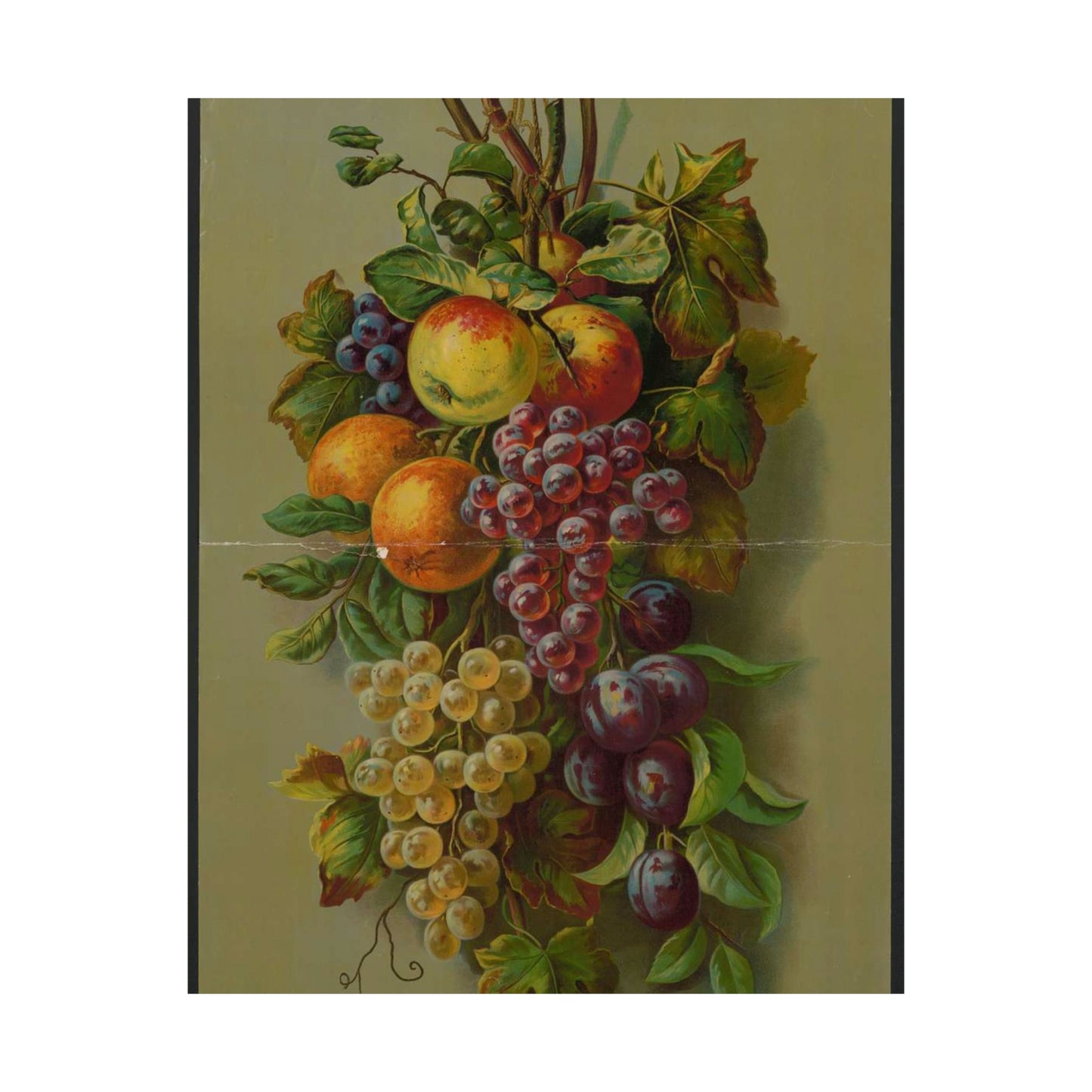 Apples, Plums & grapes, no. 8266 High Quality Matte Wall Art Poster for Home, Office, Classroom