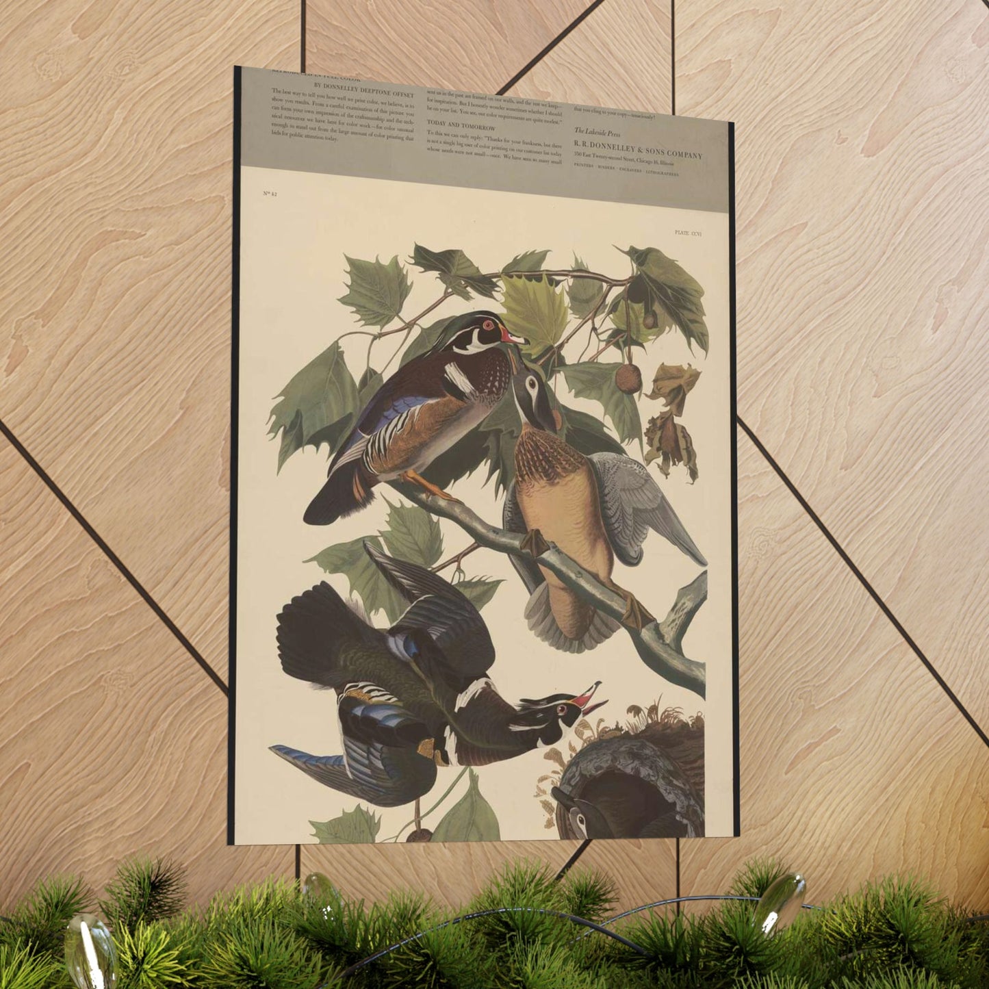 Summer or wood duck, Anas sponsa High Quality Matte Wall Art Poster for Home, Office, Classroom