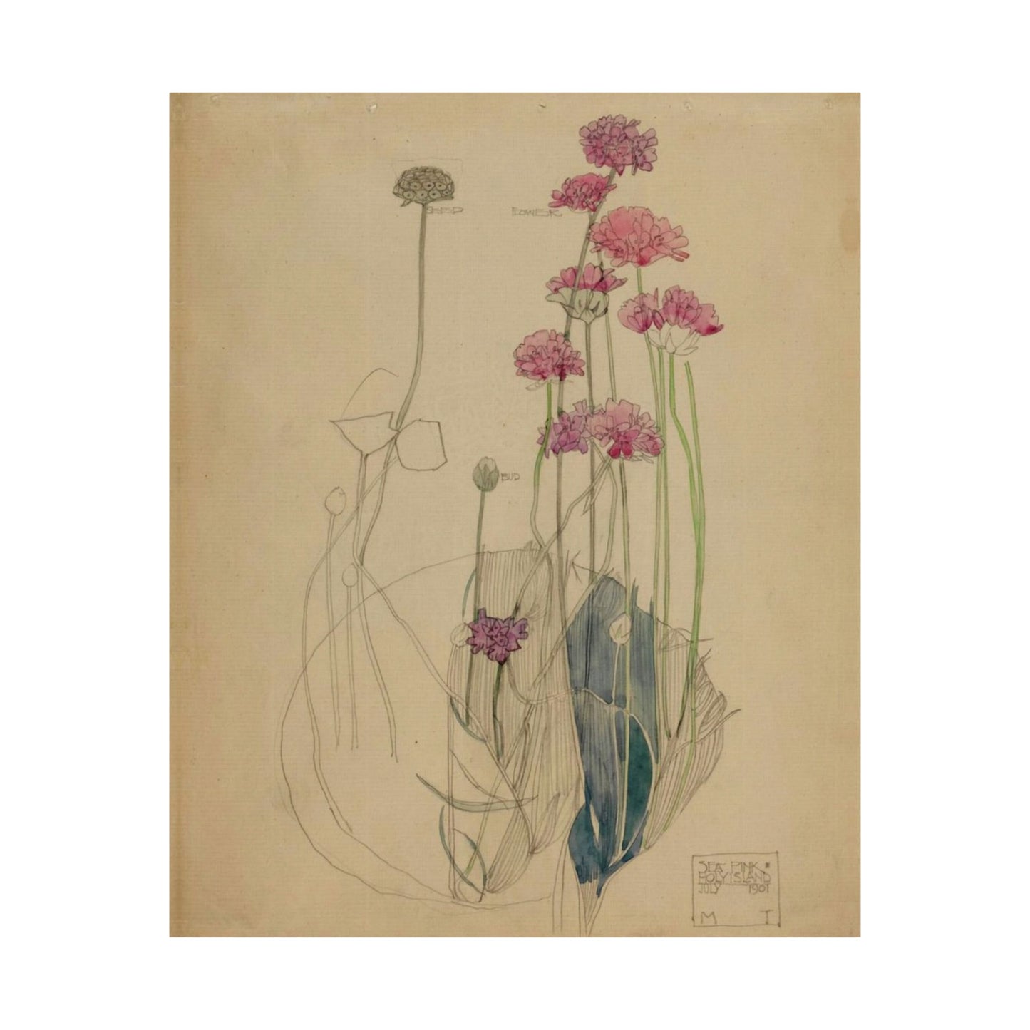 Sea Pink - Holy Island - Charles Rennie Mackintosh - 1901 Matte Vertical Posters