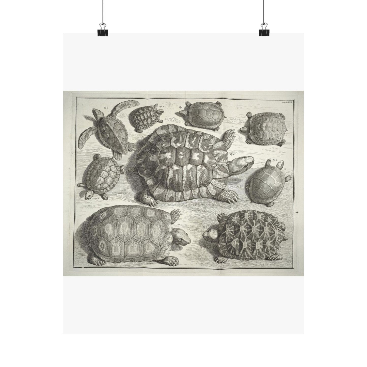 Albertus Seba t - Public domain portrait drawing  High Quality Matte Wall Art Poster for Home, Office, Classroom
